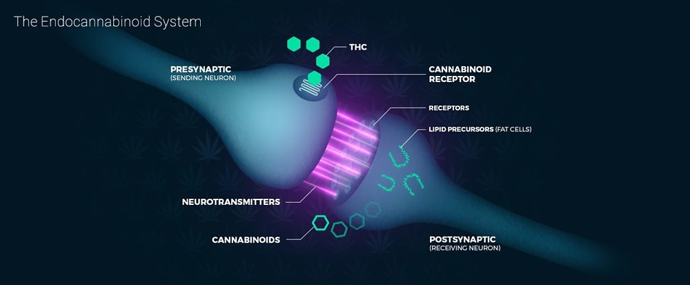 CBD & THC - Endocannabinoid system